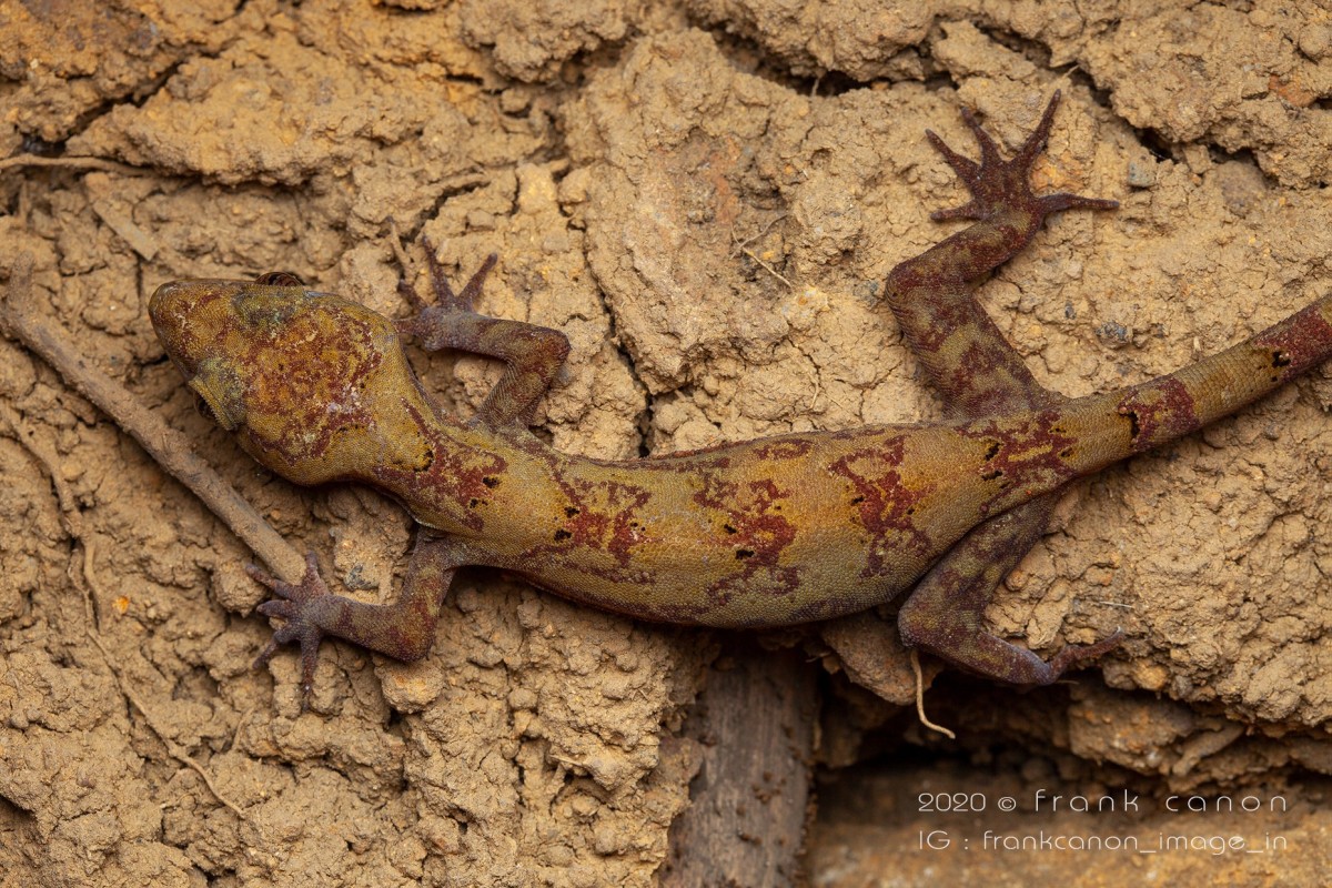 Cyrtodactylus subsolanus Batuwita & Bahir, 2005